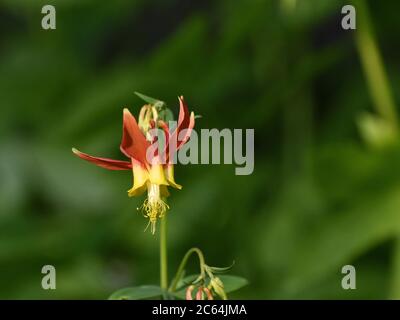 La columbina (Aquilegia formosa), un fiore selvatico dai colori vivaci, è adagiata su uno sfondo verde sfocato. Foto Stock