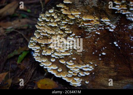 Funghi al lavoro su un vecchio tronco di albero caduto in Mary Cairncross Scenic Reserve Queensland Foto Stock