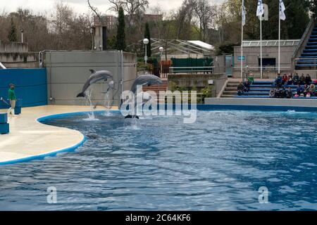 MADRID, SPAGNA - 1 APRILE 2019 - lo spettacolo dei delfini all'acquario zoo si svolge tutti i giorni Foto Stock