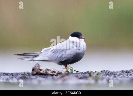 Adulto Whiskered Tern (Chlidonias hybrida) in piedi sul terreno in palude in Ungheria. Foto Stock