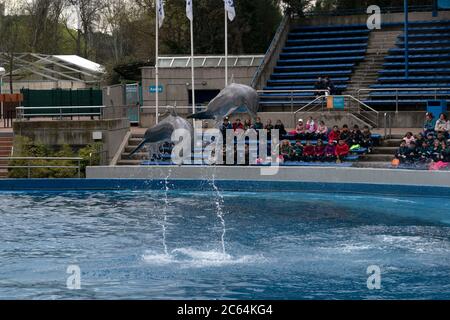 MADRID, SPAGNA - 1 APRILE 2019 - lo spettacolo dei delfini all'acquario zoo si svolge tutti i giorni Foto Stock