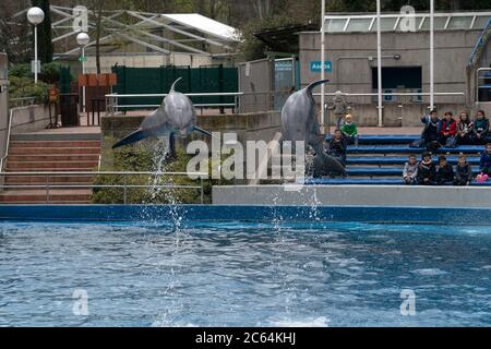 MADRID, SPAGNA - 1 APRILE 2019 - lo spettacolo dei delfini all'acquario zoo si svolge tutti i giorni Foto Stock