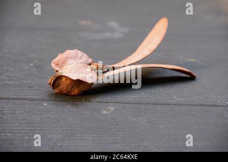 fiore marrone volante dalla foresta apinau fallì Foto Stock