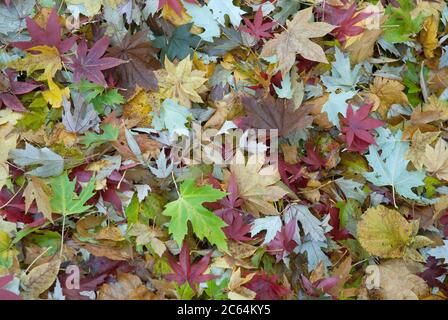 Laubfall im Aceretum, Silber-Ahorn Acer saccarinum, Wein-Ahorn Acer circinatum, Japanischer Fecher-Ahorn Acer palmatum Osakazuki Foto Stock