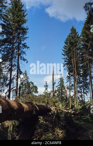 Sradicamento in una pineta a causa di un vento squalloso e di un uragano - segato al posto di un tornado - grandi radici di alberi Foto Stock