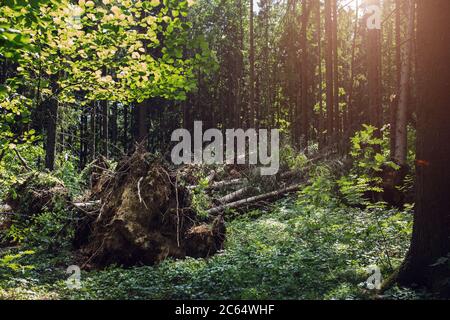 Sradicamento in una pineta a causa di un vento squalloso e di un uragano - segato al posto di un tornado - grandi radici di alberi Foto Stock