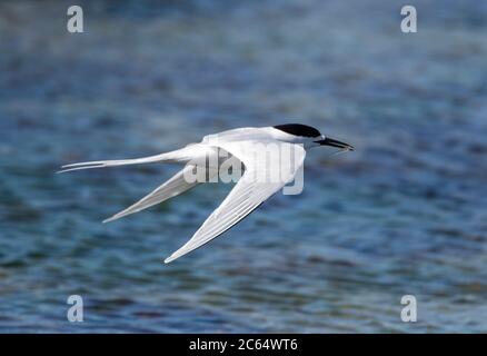 Tern dalla facciata bianca (Sterna striata) in Nuova Zelanda. Volare basso sulla costa dell'oceano Pacifico dell'isola meridionale. Foto Stock