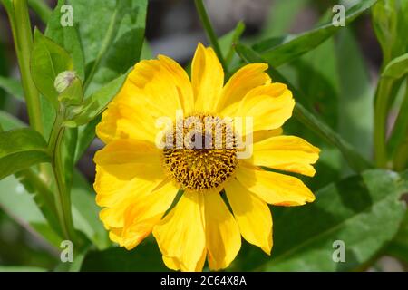 Helenium El Dorado sneezeweed fiori giallo chiaro con grande nettare cono scuro e fiori ricchi di polline Foto Stock