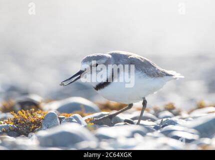 Biglietto da visita per adulti (Anarhynchus frontalis) in piedi in un letto di fiume a Glentanner Park, South Island, Nuova Zelanda. L'unica specie di uccelli nel mondo WIT Foto Stock