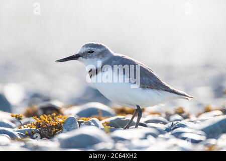 Bilico adulto retroilluminato (Anarhynchus frontalis). In piedi in un letto di fiume nel Parco di Glentanner, Isola del Sud, Nuova Zelanda. Foto Stock