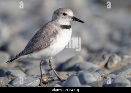 Biglietto da visita per adulti (Anarhynchus frontalis) in piedi in un letto di fiume a Glentanner Park, South Island, Nuova Zelanda. L'unica specie di uccelli nel mondo WIT Foto Stock