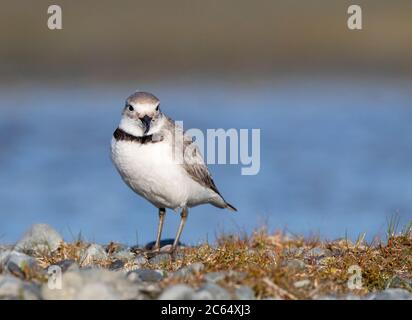 Biglietto da visita per adulti (Anarhynchus frontalis) in piedi in un letto di fiume nel Parco di Glentanner, Nuova Zelanda. Guardando direttamente nella fotocamera, mostrando la fattura. Foto Stock