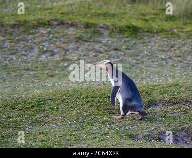 Pinguino dall'occhio giallo (antipodi Megadyptes), conosciuto anche a Maori come Hoiho, sull'isola di Enderby, parte delle Isole di Auckland, Nuova Zelanda. Camminare sul gra Foto Stock