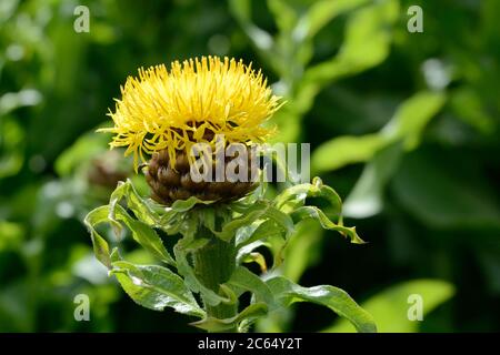 Centaurea macrocephala gigante cavalcato grande testa centaury giallo thistle come fiore fiore fiore Foto Stock