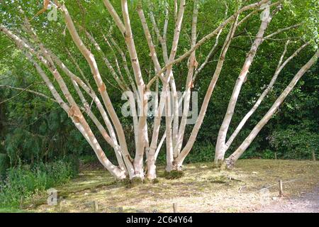 Gold-Birke Betula ermanii Grayswood Hill Foto Stock