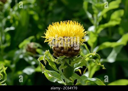 Centaurea macrocephala gigante cavalcato grande testa centaury giallo thistle come fiore fiore fiore Foto Stock