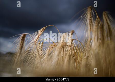 Dresda, Germania. 07 luglio 2020. Le orecchie d'orzo si trovano su un campo vicino a Dresda. All'inizio del raccolto, il presidente dell'Associazione degli agricoltori di Stato e il ministro dell'Agricoltura della Sassonia forniranno oggi una previsione per il 2020. Credit: Robert Michael/dpa-Zentralbild/dpa/Alamy Live News Foto Stock