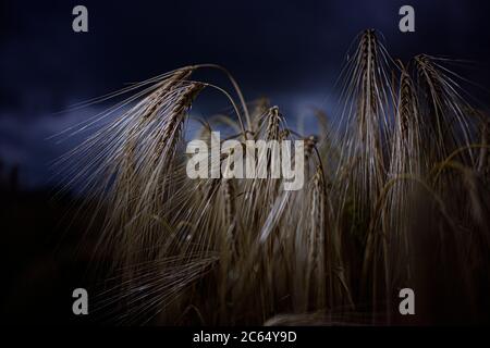 Dresda, Germania. 07 luglio 2020. Le orecchie d'orzo si trovano su un campo vicino a Dresda. All'inizio del raccolto, il presidente dell'Associazione degli agricoltori di Stato e il ministro dell'Agricoltura della Sassonia forniranno oggi una previsione per il 2020. Credit: Robert Michael/dpa-Zentralbild/dpa/Alamy Live News Foto Stock