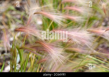 Hordeum jubatum Foxtail erba annuale o perenne con un'erba a densità di barleyly Foto Stock