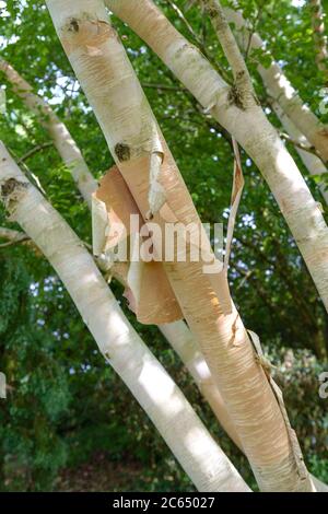 Gold-Birke Betula ermanii Grayswood Hill Foto Stock