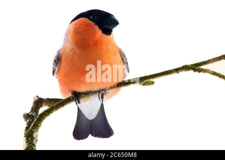 Il magnifico Bullfinch rosso (Snowbird, Pyrrhula pirrhula, maschio) in primavera che alleva piumaggio è un uccello preferito della gente nel Nord d'Europa. Porta Foto Stock