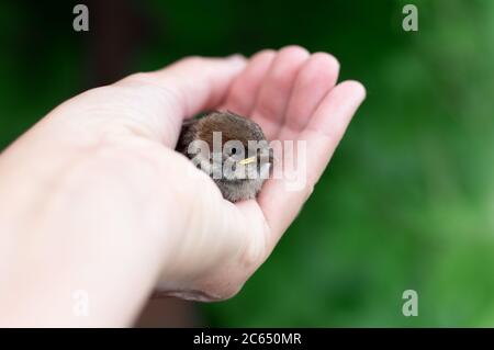 Il piccolo pulcino è seduto sul palmo della mano. Sparrow cazzo in mano dell'uomo. Primo piano. Foto Stock