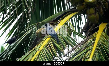 Inverno tropicale Treescape. Il corvo della Casa indiana (Corvus splendens) siede all'interno di un albero di cocco con i dadi Foto Stock
