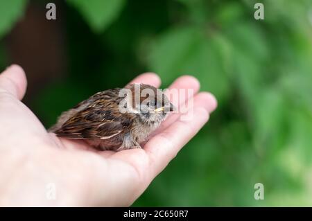 Un piccolo passero è seduto in una mano. Primo piano. Foto Stock