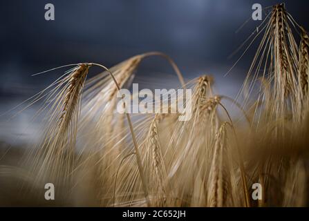 Dresda, Germania. 07 luglio 2020. Le orecchie d'orzo si trovano su un campo vicino a Dresda. Credit: Robert Michael/dpa-Zentralbild/ZB/dpa/Alamy Live News Foto Stock