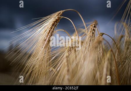 Dresda, Germania. 07 luglio 2020. Le orecchie d'orzo si trovano su un campo vicino a Dresda. Credit: Robert Michael/dpa-Zentralbild/ZB/dpa/Alamy Live News Foto Stock