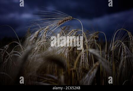 Dresda, Germania. 07 luglio 2020. Le orecchie d'orzo si trovano su un campo vicino a Dresda. Credit: Robert Michael/dpa-Zentralbild/ZB/dpa/Alamy Live News Foto Stock