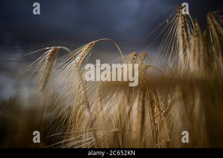 Dresda, Germania. 07 luglio 2020. Le orecchie d'orzo si trovano su un campo vicino a Dresda. Credit: Robert Michael/dpa-Zentralbild/ZB/dpa/Alamy Live News Foto Stock