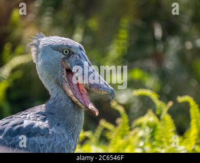 Shoeble (Balaeniceps rex) per adulti che si trova nella vegetazione di una paludosa protetta in Uganda. Primo piano di testa di un individuo con il suo grande becco largo Foto Stock