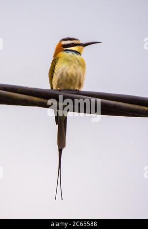 Adulto Bee-eater (merops bullockoides) con facciata bianca appollaiato sul cavo elettrico in Gambia. Foto Stock