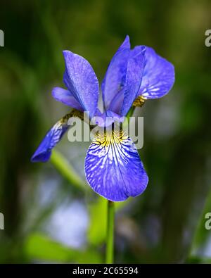 Fiore blu luminoso dell'iride isolato su sfondo verde con bokeh delicato dalla luce del sole al mattino. Primo piano. Foto Stock