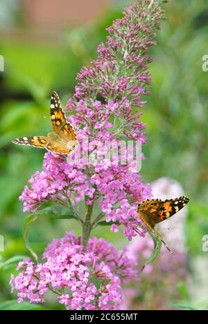 Sommerflieder Buddleja davidii delizia rosa, Distelfalter Vanessa Cardui Foto Stock