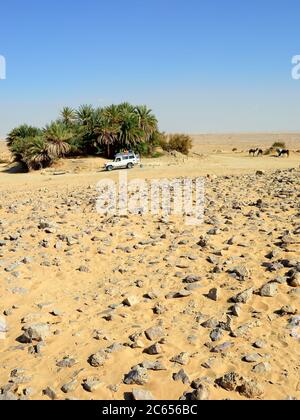 EGITTO, SAHARA - DEC 26, 2008: Auto fuoristrada nel deserto del Sahara vicino a una piccola oasi verde. Il safari estremo nel deserto è uno dei principali turisti locali Foto Stock