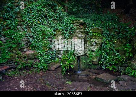 Sorgente naturale nella foresta, salendo edera su rocce Foto Stock
