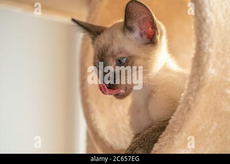 Vista laterale di un bel gattino siamese che lecca una casa di gatti Foto Stock