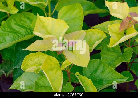 Catalpa bignonioides Aurea Foto Stock