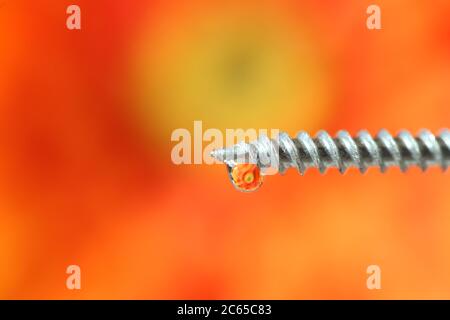 goccia d'acqua immagine di fiori rifrangenti sulla punta di una vite Foto Stock