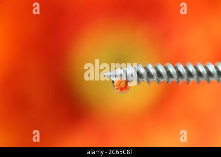 goccia d'acqua immagine di fiori rifrangenti sulla punta di una vite Foto Stock