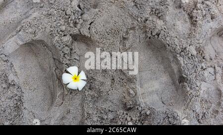 Un fiore sulla sabbia, Hua Hin Thailandia Foto Stock