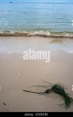 A foglie era in riva al mare a Hua Hin Thailandia Foto Stock