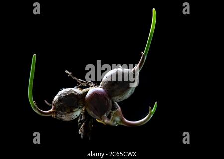 Aglio con Keeled, Allium carinatum Foto Stock