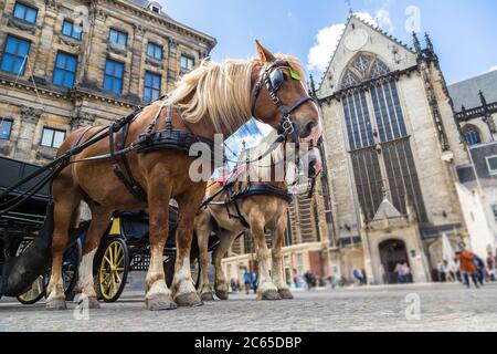 I cavalli si trasportano ad Amsterdam in una bella giornata estiva, i Paesi Bassi Foto Stock