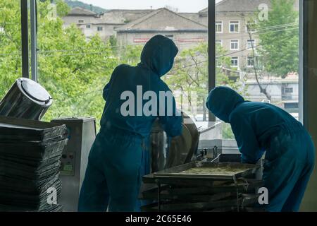 Produzione di Ginseng, Kaesong, Corea del Nord Foto Stock