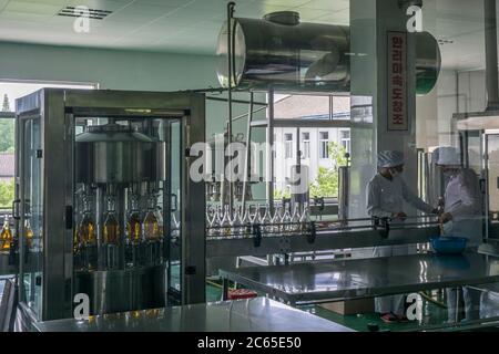 Produzione di Ginseng, Kaesong, Corea del Nord Foto Stock