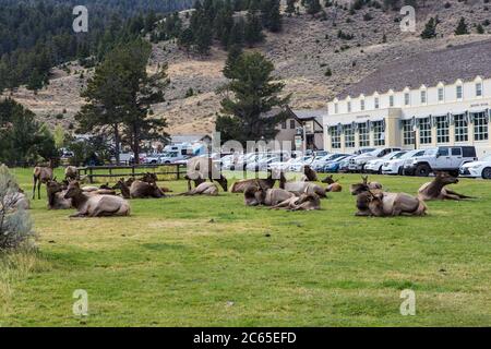 Una mandria di alci che riposano al Parco Nazionale di Yellowstone. Foto Stock