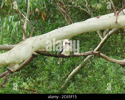 Ridendo Kookaburra arroccato su un ramo di un vecchio albero gengivale Foto Stock